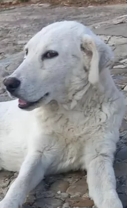 Craco - un cucciolo in pericolo