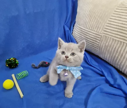 Scottish fold e straight - Foto 4