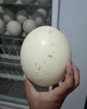 Pulcini, uova e piume di struzzo in vendita