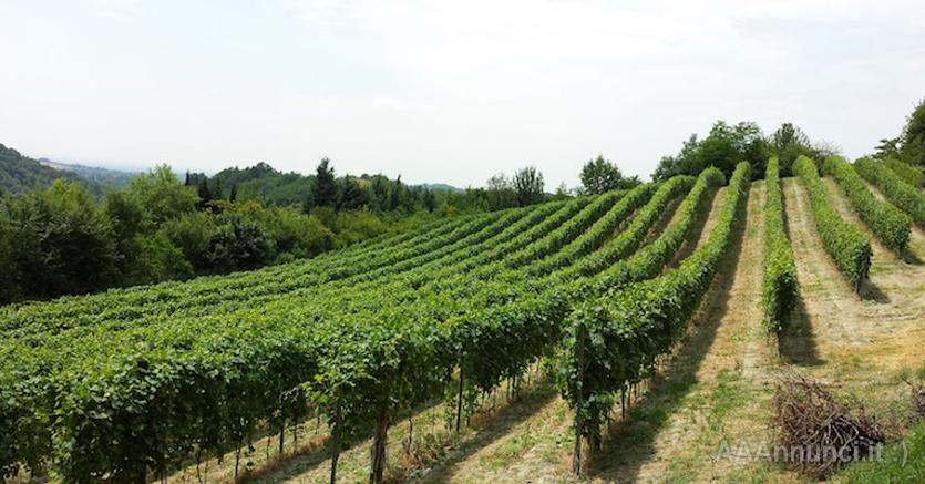 10 ettari e più di sola Vigna