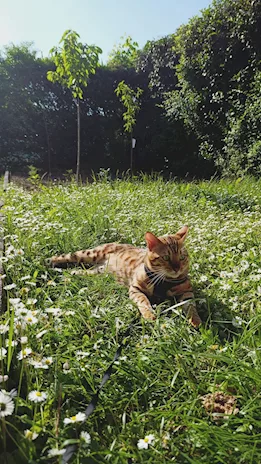 Disponibile per accoppiamento