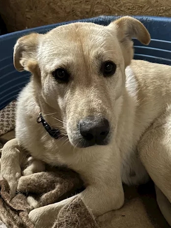 Cami dolcissima Labrador