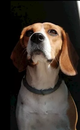 Beagle femmina 7 anni