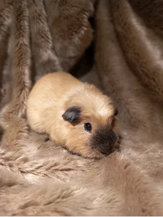 Cavie a pelo corto