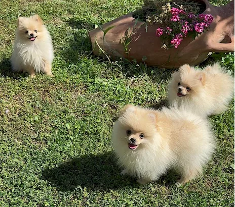 Spitz tedesco nano (Pomerania)