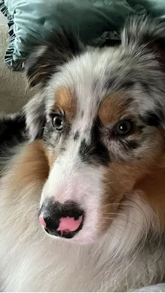 Australian shepherd - Foto 2