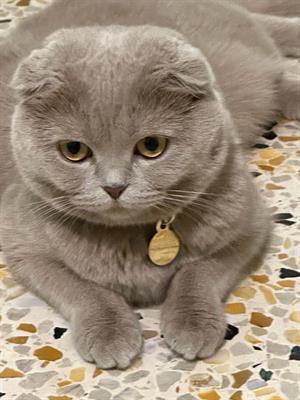 Gattina Milady Scotish Fold cerca il fidanzato