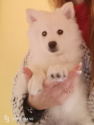Spitz cucciolo