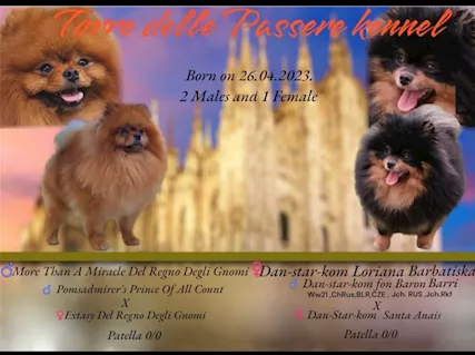 Spitz Tedesco Nano Pomerania