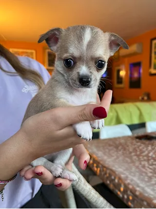 Cuccioli Razza Chihuahua, a pelo lungo - Foto 5
