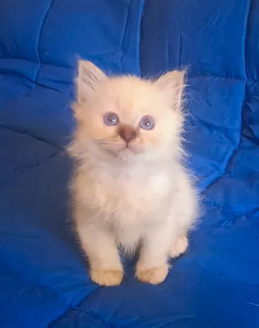 Splendido cucciolo Sacro Di Birmania lilac point