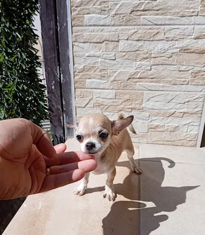 Cucciole di Chihuahua toy
