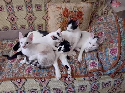 Miao In adozione gattini gatti tra 3 e 7 mesi