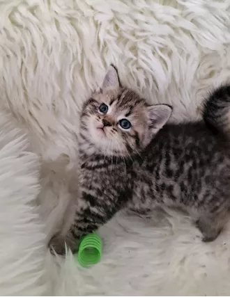Scottish fold, straight tabby