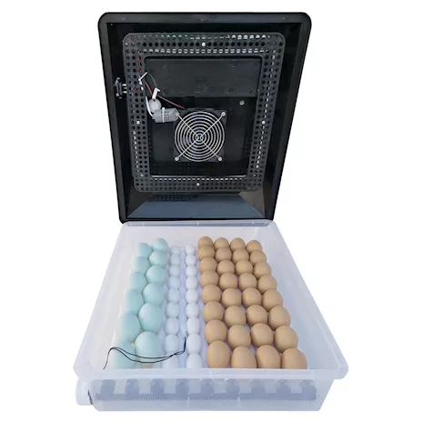 Incubatrice automatica EM60 per 60 uova di gallina