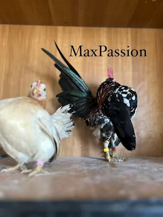 Galline e Galli Serama Malesi - Foto 2