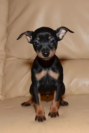 Maschietti Pinscher Nano