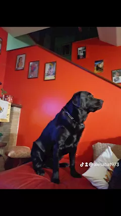 Labrador femmina per accoppiamento