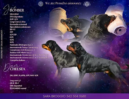 Rottweiler con pedigree