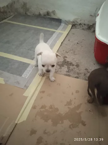 Chihuahua, genitori visibili - Foto 3