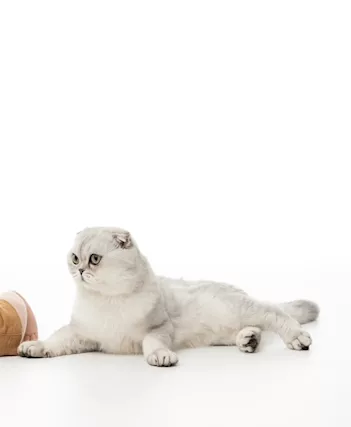 Scottish fold per accoppiamento