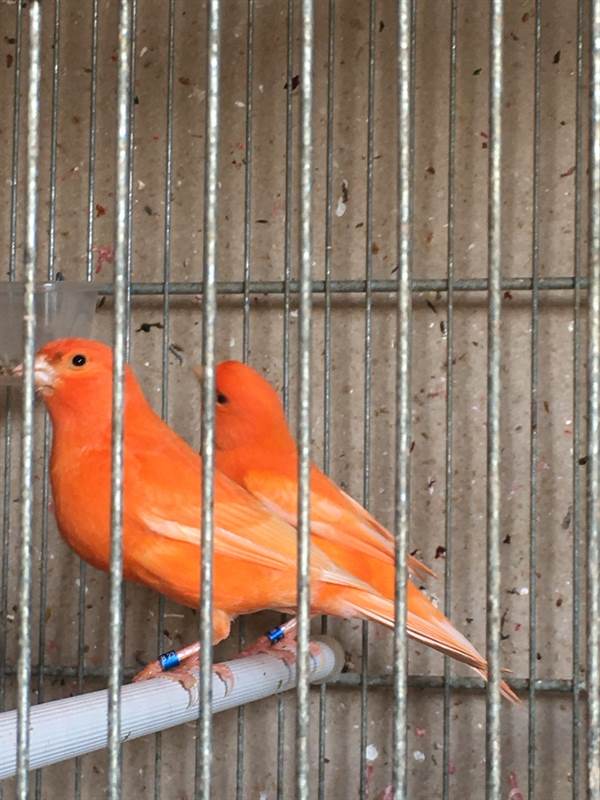 Per esubero vendo due canarini di