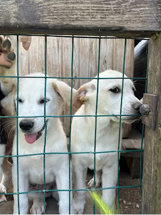 Cuccioli maschi 2 mesi e mezzo mix Labrador - Foto 4