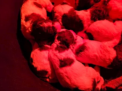 Cuccioli di Lagotto romagnolo, genitori visibili - Foto 5