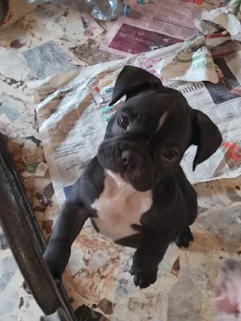 Bulldog francese cuccioli, genitori visibili - Anteprima 1