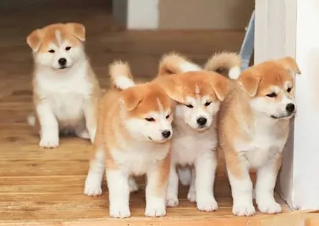RegalCuccioli di Akita Inu in regalo - Adozione responsabile