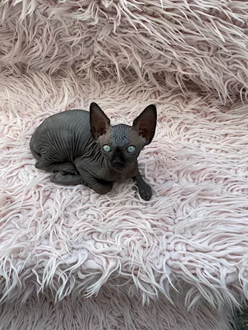 Gatti sphynx