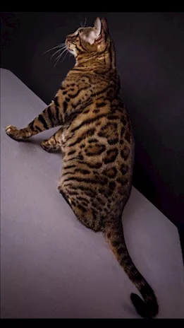 Cuccioli di Bengala