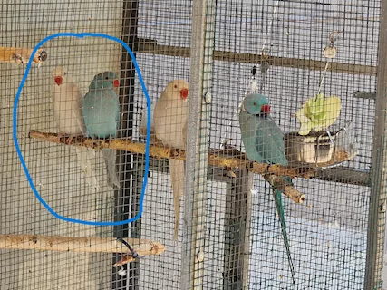 Parrochetti dal collare
