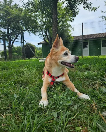 Robert è un bellissimo cagnolino di, taglia piccola - Anteprima 2