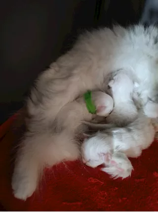 Cedesi cuccioli di Sacro di Birmania - Foto 3