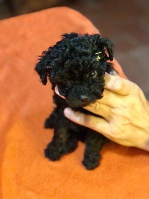 Barboncini, colore nero - Foto 4