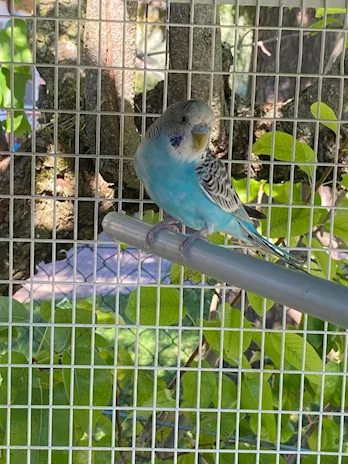 Coppia cocorite riproduttiva PREZZO TRATTABILE - Foto 4