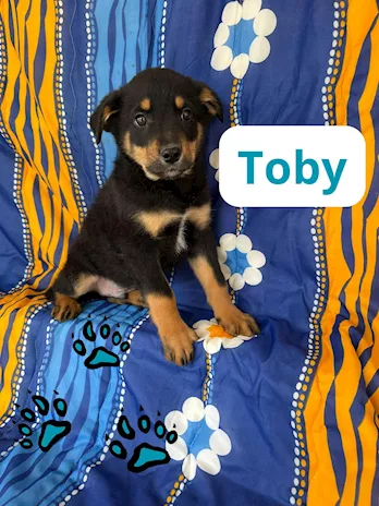 Toby 2 mesi