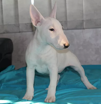 Bull Terrier in miniatura cuccioli - Foto 3