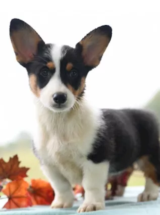 Cuccioli di Welsh Corgi Pembroke