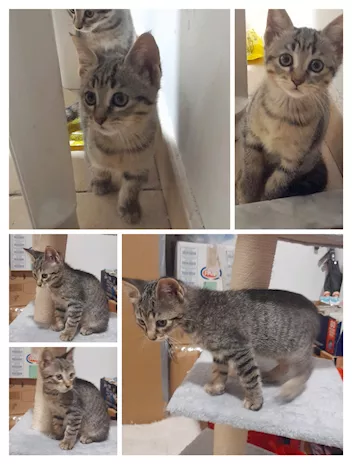 Gatti e gattini dolcissimi - Foto 4