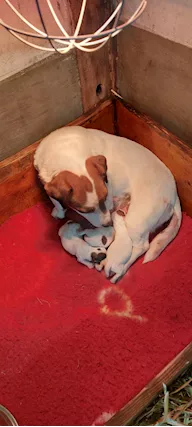 Jack Russell Terrier pedigree ROI