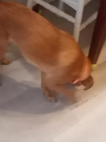 Pitaia cerca una famiglia urgente