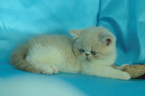 Cuccioli di Exotic Shorthair