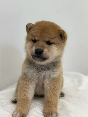 Vendo - Vendo cuccioli di Shiba Inu Rossi - Foto 3