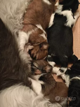 Cuccioli di shihtzu/shih tzu/shitzu/shi tzu allevati in casa - Foto 5