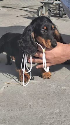 Cedesi cuccioli bassotto tedesco a pelo lungo nani