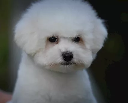 Bichon Frise cucciolo maschio