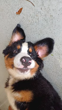 Cucciola bovaro del bernese - Foto 3
