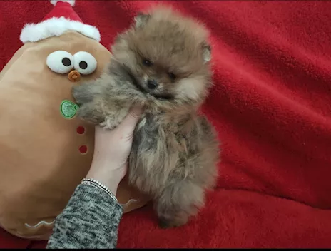 Cuccioli Spitz Tedesco nano Volpino Pomerania